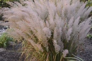 Grass Calamagrostis 'brachytricha'